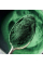 Спіруліна у порошку, 250 г, TOP SPIRULINA